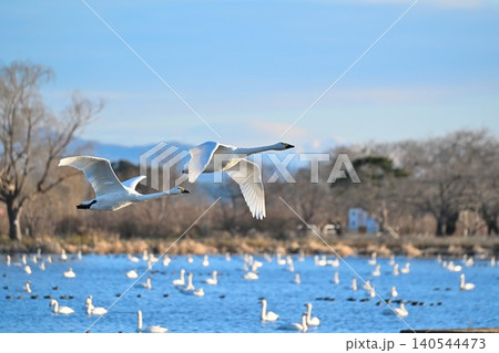 冬の瓢湖と白鳥(新潟県阿賀野市) 冬の瓢湖と白鳥(新潟県阿賀野市) 140544473