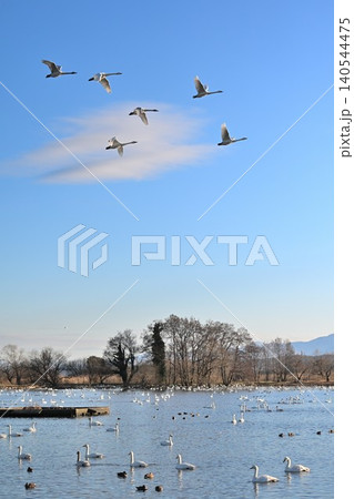 冬の瓢湖と白鳥(新潟県阿賀野市) 冬の瓢湖と白鳥(新潟県阿賀野市) 140544475