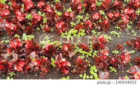 Red Begonia Flowers with Dark Leaves Growing in Garden Soil Red Begonia Flowers with Dark Leaves Growing in Garden Soil 140544653