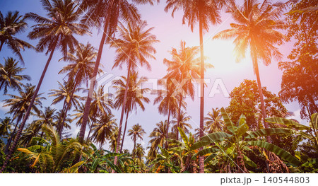 Beautiful tropical beach with palm trees. Daylight Beautiful tropical beach with palm trees. Daylight 140544803