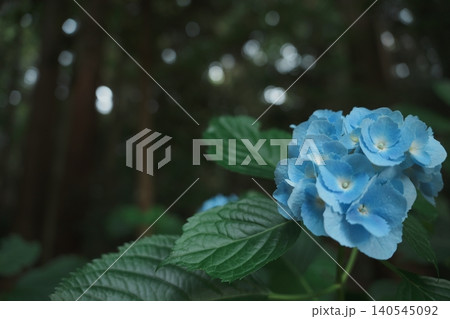 青い紫陽花と緑の葉 杉林に宿る梅雨の静けさ 青い紫陽花と緑の葉 杉林に宿る梅雨の静けさ 140545092