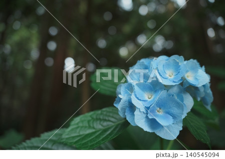 杉林の青い紫陽花 梅雨の森に咲く一輪の存在感 杉林の青い紫陽花 梅雨の森に咲く一輪の存在感 140545094