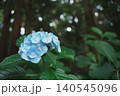 杉林の中に咲く青い紫陽花　梅雨の静寂に佇む一輪 140545096