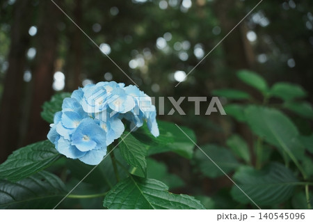 杉林の中に咲く青い紫陽花 梅雨の静寂に佇む一輪 杉林の中に咲く青い紫陽花 梅雨の静寂に佇む一輪 140545096