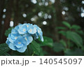 玉ボケ輝く杉林と青い紫陽花　梅雨の幻想的な森 140545097