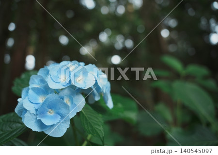 玉ボケ輝く杉林と青い紫陽花　梅雨の幻想的な森 140545097