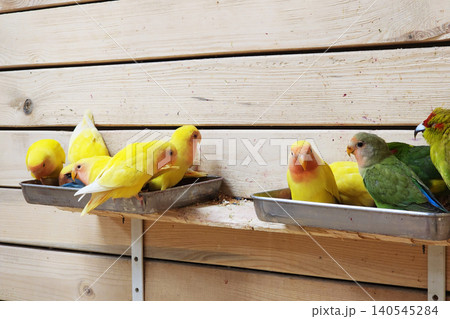 Lovebirds and parrots eating seeds in aviary Lovebirds and parrots eating seeds in aviary 140545284