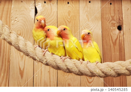 Lovebirds colony perching on a rope in aviary Lovebirds colony perching on a rope in aviary 140545285