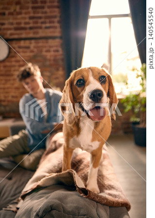 Beagle dog standing on sofa with young man in cozy home interior. Beagle dog standing on sofa with young man in cozy home interior. 140545540