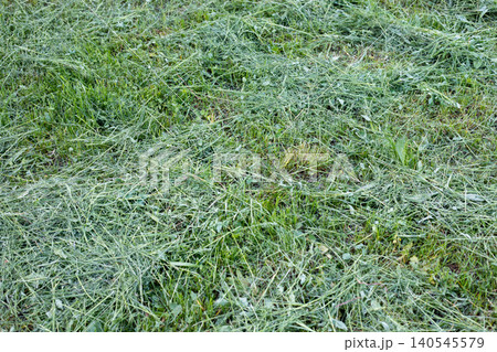 Dry grass clippings on a lawn after mowing. Mown straw stalks are scattered across the green meadow after mowing Dry grass clippings on a lawn after mowing. Mown straw stalks are scattered across the green meadow after mowing 140545579
