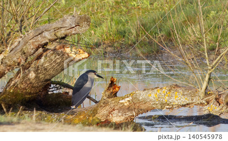 Wild black-crowned night heron wading in shallow pond habitat Wild black-crowned night heron wading in shallow pond habitat 140545978