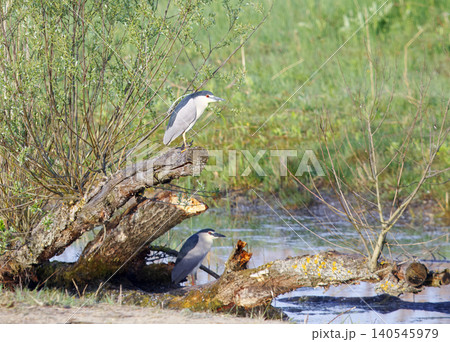 Black-crowned night herons perched near pond 140545979
