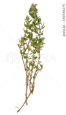 Thin sprig of fresh thyme with small green leaves and stem on isolated background. Thin sprig of fresh thyme with small green leaves and stem on isolated background. 140546275
