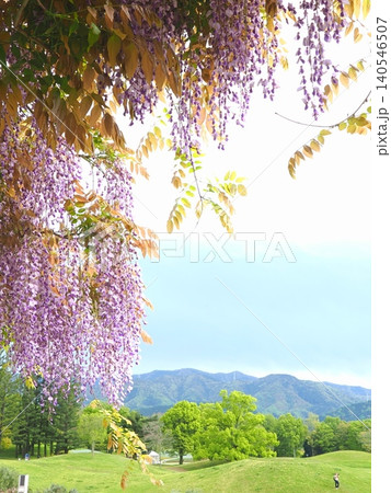 国営讃岐まんのう公園の藤の花2026(香川県まんのう町) 国営讃岐まんのう公園の藤の花2026(香川県まんのう町) 140546507