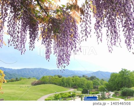 国営讃岐まんのう公園の藤の花2026(香川県まんのう町)2 国営讃岐まんのう公園の藤の花2026(香川県まんのう町)2 140546508