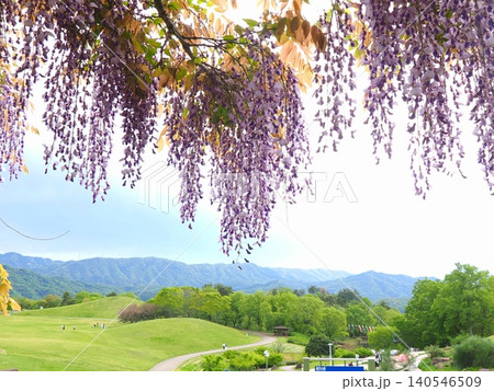 国営讃岐まんのう公園の藤の花2026(香川県まんのう町)3 国営讃岐まんのう公園の藤の花2026(香川県まんのう町)3 140546509