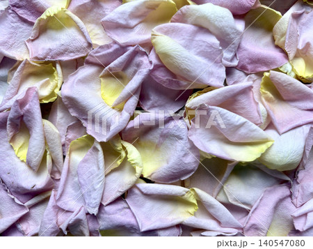 pink rose petals scattered with yellow accents in soft overlapping delicate layers creating natural wellness serenity pink rose petals scattered with yellow accents in soft overlapping delicate layers creating natural wellness serenity 140547080