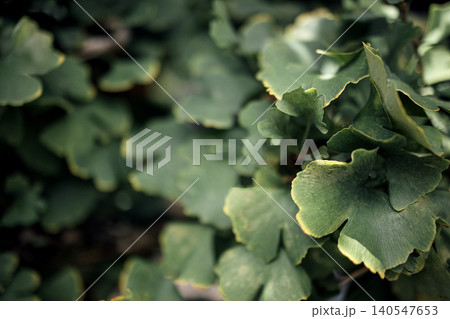 Close-up view of vibrant green ginkgo biloba leaves with distinctive fan shape and yellow edges, showcasing natural texture and detail in a lush outdoor setting 140547653