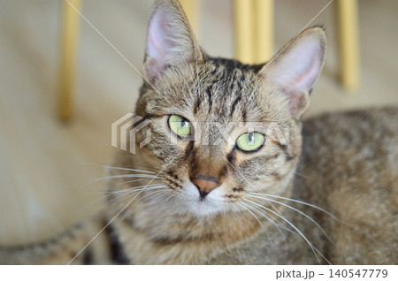 Close-up portrait of a tabby cat with green eyes 140547779