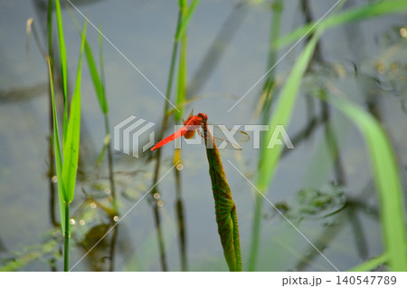 Red dragonfly on reed above pond water Red dragonfly on reed above pond water 140547789