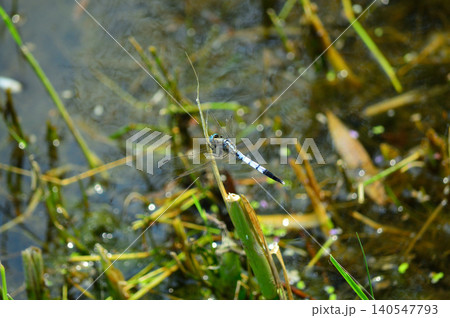 Blue dragonfly on reed above pond water Blue dragonfly on reed above pond water 140547793