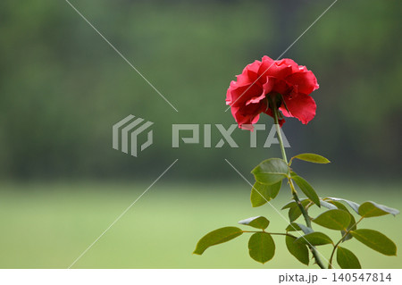 Single red rose in soft garden background Single red rose in soft garden background 140547814