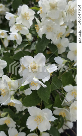 Close up of beautiful white blooming jasmine flowers with yellow stamens among green leaves on blurred floral background, concept of spring awakening Close up of beautiful white blooming jasmine flowers with yellow stamens among green leaves on blurred floral background, concept of spring awakening 140547914