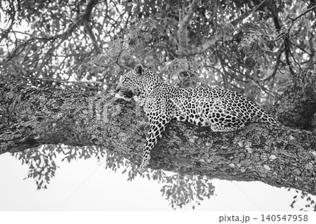 Leopard in Greater Kruger National park, South Africa 140547958