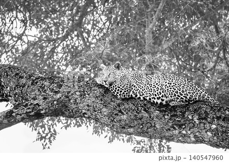 Leopard in Greater Kruger National park, South Africa 140547960