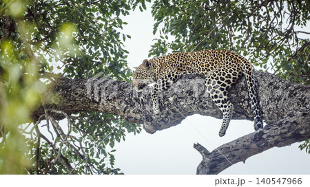 Leopard in Greater Kruger National park, South Africa Leopard in Greater Kruger National park, South Africa 140547966