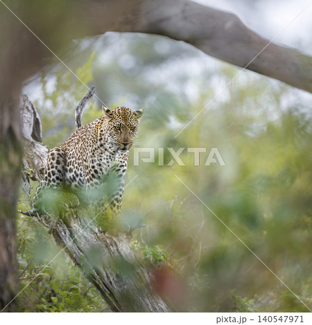 Leopard in Greater Kruger National park, South Africa 140547971