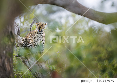 Leopard in Greater Kruger National park, South Africa Leopard in Greater Kruger National park, South Africa 140547975
