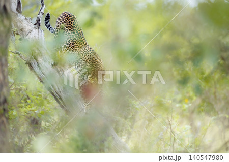Leopard in Greater Kruger National park, South Africa 140547980