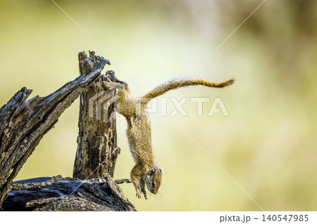 Smith bush squirrel in Greater Kruger National park, South Africa 140547985
