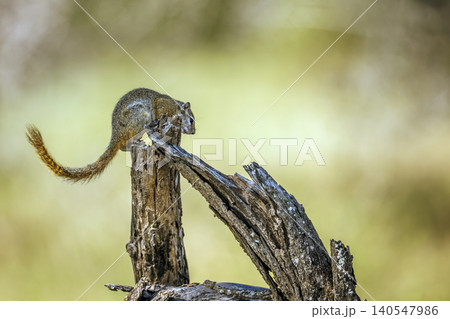Smith bush squirrel in Greater Kruger National park, South Africa 140547986