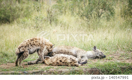 Spotted hyaena in Greater Kruger National park, South Africa 140547991