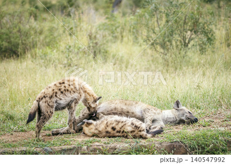 Spotted hyaena in Greater Kruger National park, South Africa Spotted hyaena in Greater Kruger National park, South Africa 140547992