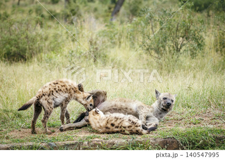 Spotted hyaena in Greater Kruger National park, South Africa Spotted hyaena in Greater Kruger National park, South Africa 140547995