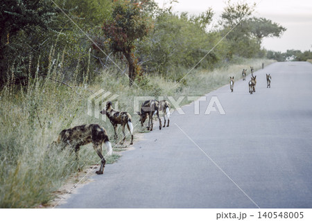 African wild dog in Greater Kruger National park, South Africa African wild dog in Greater Kruger National park, South Africa 140548005