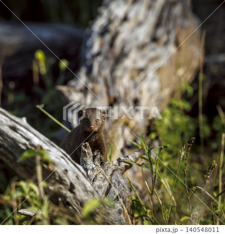 Common dwarf mongoose in Greater Kruger National park, South Africa Common dwarf mongoose in Greater Kruger National park, South Africa 140548011