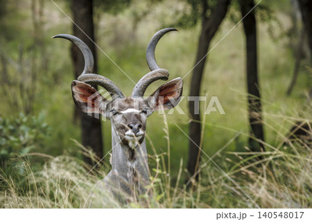 Greater kudu in Greater Kruger National park, South Africa 140548017