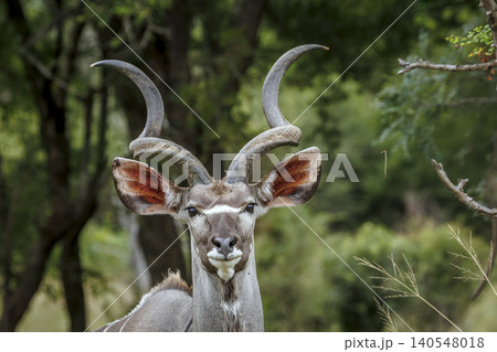 Greater kudu in Greater Kruger National park, South Africa Greater kudu in Greater Kruger National park, South Africa 140548018