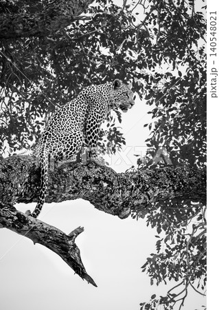 Leopard in Greater Kruger National park, South Africa 140548021