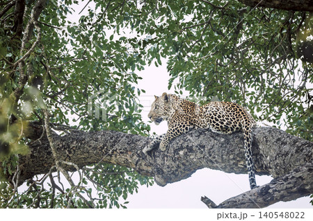 Leopard in Greater Kruger National park, South Africa Leopard in Greater Kruger National park, South Africa 140548022
