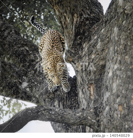 Leopard in Greater Kruger National park, South Africa 140548029