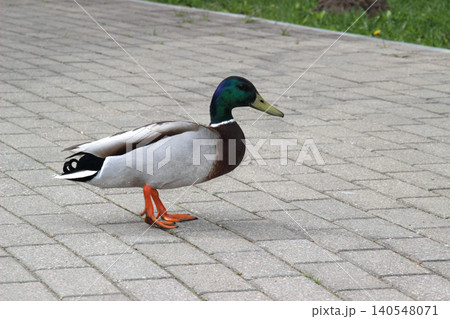 Mallard duck walking on a stone pathway in a park during the day Mallard duck walking on a stone pathway in a park during the day 140548071