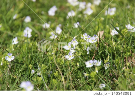 Flowers bloom in a green field under sunlight during spring season with clear blue sky overhead and gentle breeze Flowers bloom in a green field under sunlight during spring season with clear blue sky overhead and gentle breeze 140548091