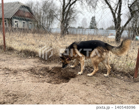 Dog Digging a Hole in the Ground Near Old House in Cloudy Weather Dog Digging a Hole in the Ground Near Old House in Cloudy Weather 140548096