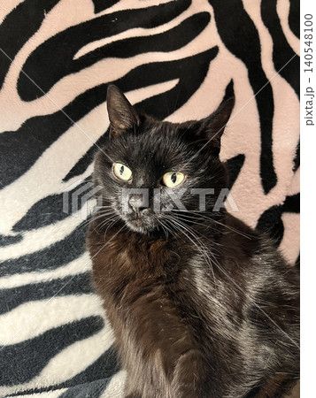 Close-Up of Stunning Black Cat With Captivating Eyes on Zebra Print Background. Close-Up of Stunning Black Cat With Captivating Eyes on Zebra Print Background. 140548100