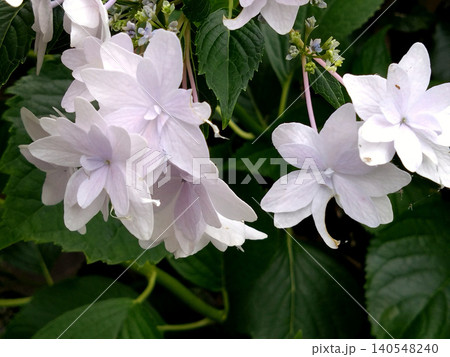 しっとり咲く白いガクアジサイの八重装飾花 しっとり咲く白いガクアジサイの八重装飾花 140548240